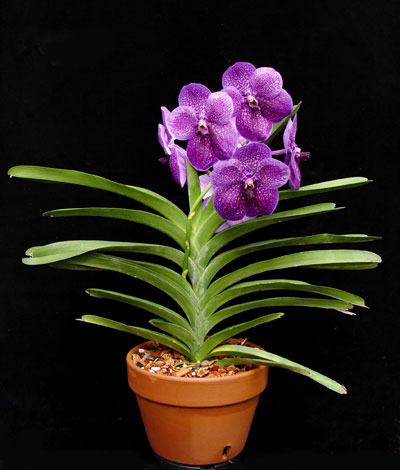 Orhidee, floristica-consultanta