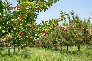 Őszi ültetés cseresznye
