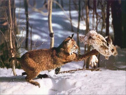 Caracteristici de vânătoare de pisici