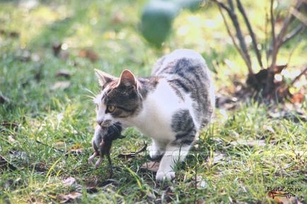 Caracteristici de vânătoare de pisici