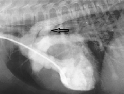 Deschideți conducta arterială (Botallus) la câini