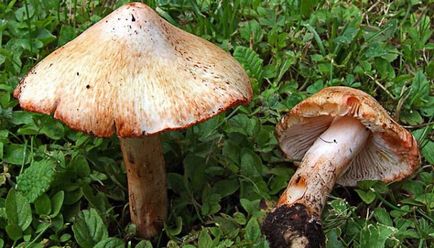 Otrăvire cu ciuperci - prin câte simptome apar simptome de otrăvire cu ciuperci