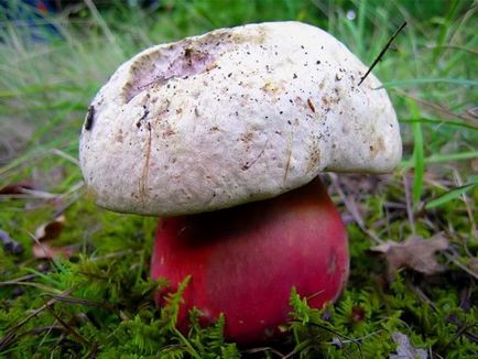 Otrăvire cu ciuperci - prin câte simptome apar simptome de otrăvire cu ciuperci