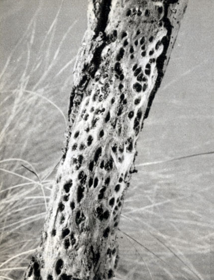 Comandă Diptera (diptera) 1977 stanek in