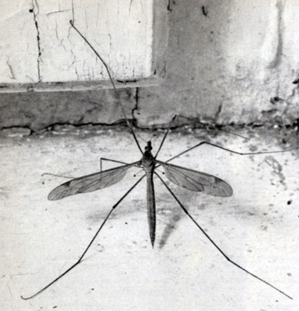 Загін двокрилі (diptera) 1977 Станек в