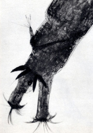 A Diptera rendbe (Diptera) 1977 Stanek (Diptera) A Diptera rendbe (Diptera) 1977 Stanek