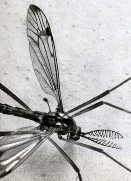 Comandă Diptera (diptera) 1977 stanek in