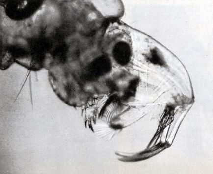 A Diptera rendbe (Diptera) 1977 Stanek (a hátsó vége a test) A Diptera rendbe (Diptera) 1977 Stanek