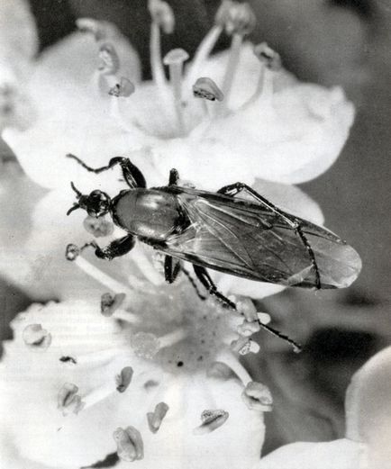 Загін двокрилі (diptera) 1977 Станек в