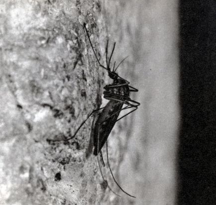 Comandă Diptera (diptera) 1977 stanek in