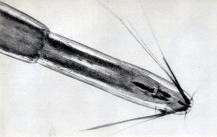 A Diptera rendbe (Diptera) 1977 Stanek (leválás) A Diptera rendbe (Diptera) 1977 Stanek