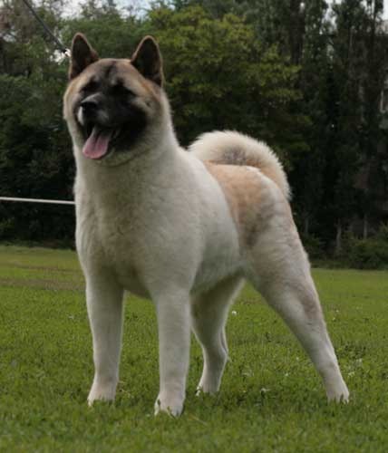 Vélemények a fajta American Akita