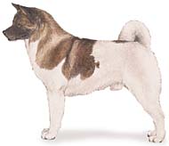 Recenzii despre rasa American Akita (un câine mare japonez)