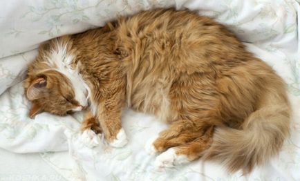 Панлейкопенія у кішок симптоми і небезпека для людини