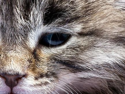 Панлейкопенія у кішок симптоми і небезпека для людини