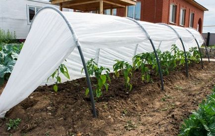 Greenhouse - uborka - jellemzőit és hiányosságokat a modell