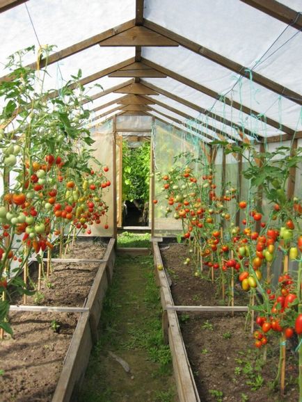 Пасинкування помідорів як правильно сформувати урожайний кущ за схемами