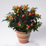 Паслін кімнатний догляд в домашніх умовах, кімнатна рослина з помаранчевими і червоними ягодами