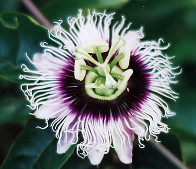 Passionflower (passionflower)