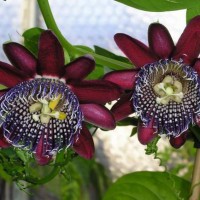 Passionflower (passionflower)