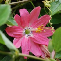 Passionflower (passionflower)