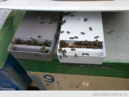 Перевезення бджолопакетів і розселення бджіл
