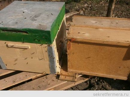 Перевезення бджолопакетів і розселення бджіл