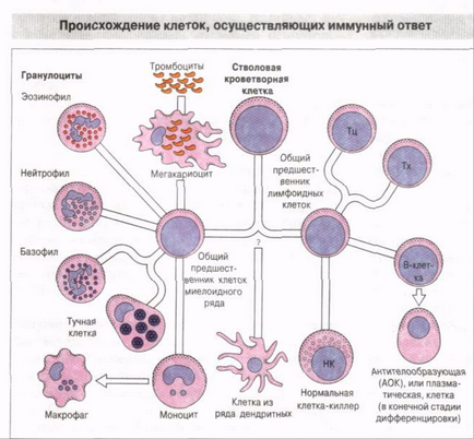 Персональний сайт - лекція 1