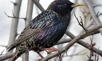 Cântăreț de primăvară - starling - stearpă, păsări, primăvară, natură