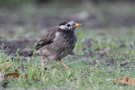 Cântăreț de primăvară - starling - stearpă, păsări, primăvară, natură