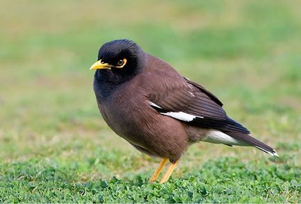 Cântăreț de primăvară - starling - stearpă, păsări, primăvară, natură