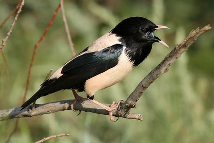 Cântăreț de primăvară - starling - stearpă, păsări, primăvară, natură