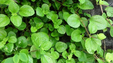 Пилея (pilea)