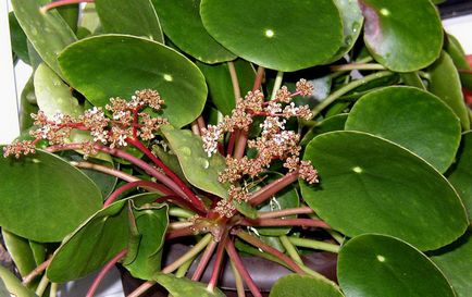 Пилея (pilea)