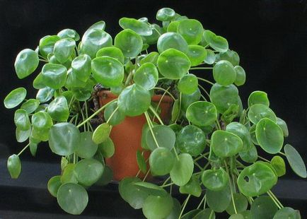 Pilea (pilea)