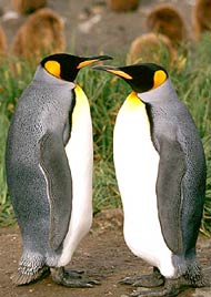 Пінгвін королівський 1