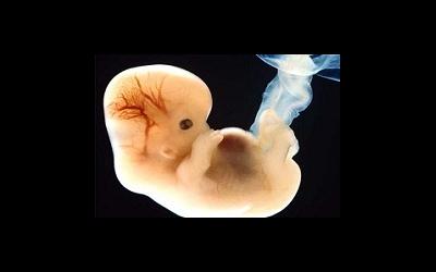 Mâncarea embrionului într-un stadiu incipient de dezvoltare