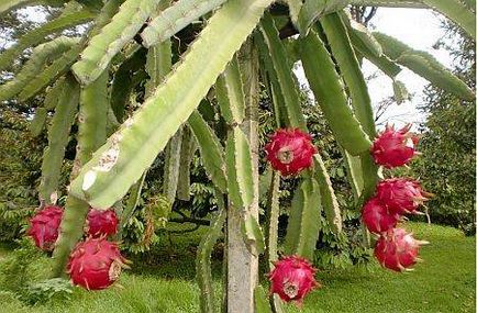 Pitahaya (fructe dragon) - cum să mănânc, proprietăți utile, caloricitate - viața mea