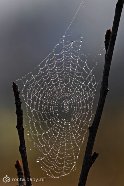 Kötött háló (Scott Hove Scott) szövés a web