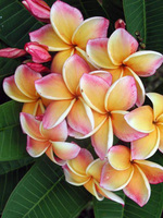 Plumeria eastern exotica - stil de viață - il de bote - parfumerie și cosmetice