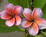 Plumeria eastern exotica - stil de viață - il de bote - parfumerie și cosmetice