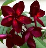 Plumeria eastern exotica - stil de viață - il de bote - parfumerie și cosmetice