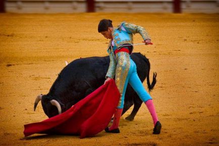 Чому бики не люблять червоний колір причини агресії