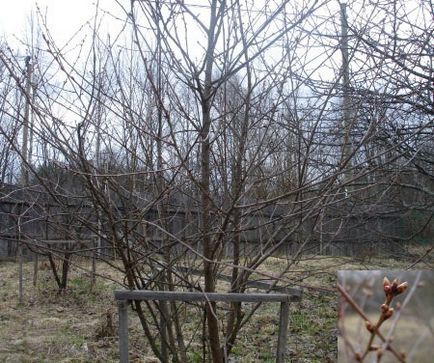 Miért halnak gyümölcsfák, cseresznye elsorvad, zöld blog (gyümölcs) Miért halnak gyümölcsfák, cseresznye elsorvad, zöld blog