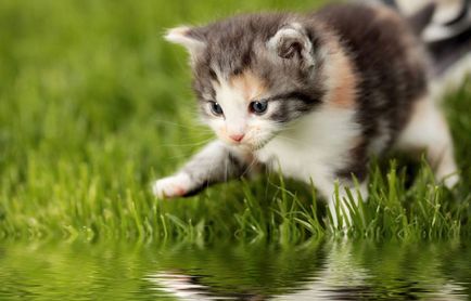 De ce pisicile se tem de apa