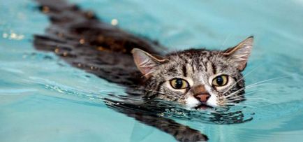 Чому кішки бояться води і як привчити їх до неї