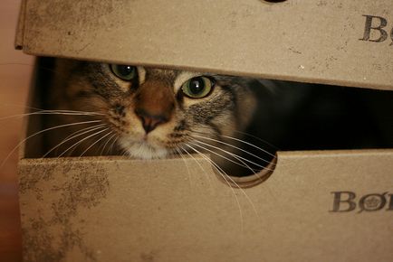 De ce pisicile sunt atât de îndrăgite de clinicile de medicină veterinară din cutiile de animale - vagabondul