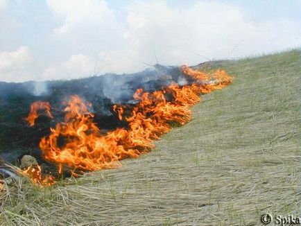 De ce nu putem arde iarba în primăvară și ce duce la aceasta? 