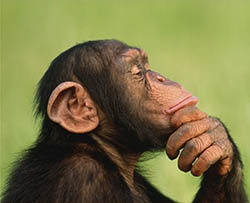 Чому мавпи так люблять банани