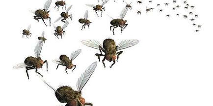 Чому з'являються мошки, мухи і комарі причини і профілактика